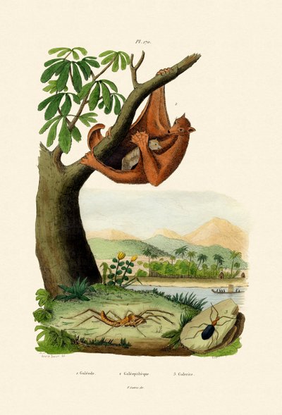 Flying Lemur by French School